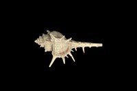 藏品(寶島骨螺)的圖片